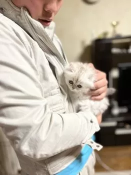 のんちゃん 様のお迎えした子猫