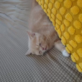 D.N 様のお迎えした子猫