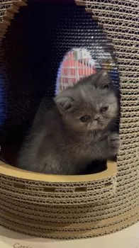 マロン・マロン 様のお迎えした子猫