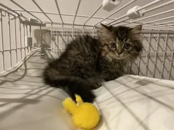 動物大好き 様のお迎えした子猫
