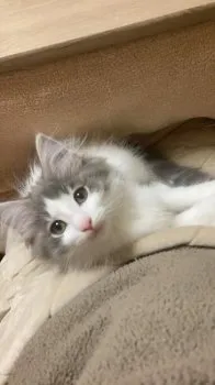 まさ 様のお迎えした子猫