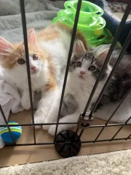 n.y 様のお迎えした子猫
