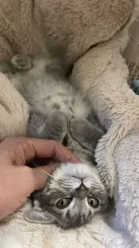 GROMIT 様のお迎えした子猫