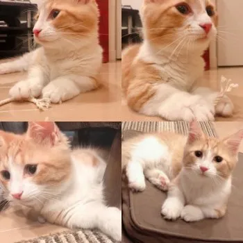 にゃの 様のお迎えした子猫