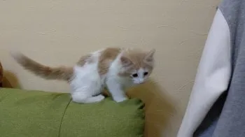 ぱぱいや 様のお迎えした子猫