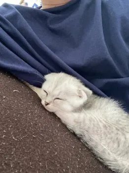 ちーちゃん 様のお迎えした子猫