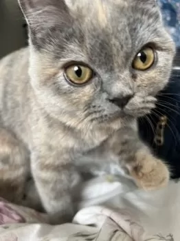たかはし 様のお迎えした子猫