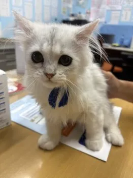 A.k 様のお迎えした子猫