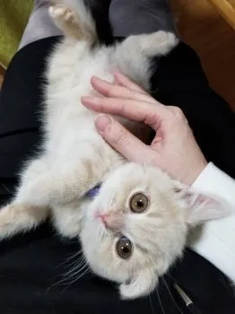 のりまる 様のお迎えした子猫