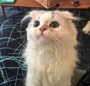 レオ　まま 様のお迎えした子猫