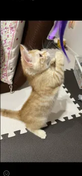 H.K 様のお迎えした子猫