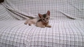 ゴトウ 様のお迎えした子猫