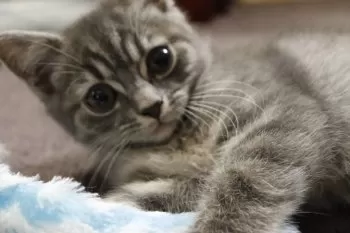 りょうらい 様のお迎えした子猫