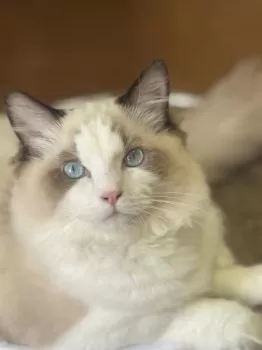 M.N 様のお迎えした子猫