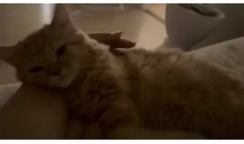 A.K 様のお迎えした子猫