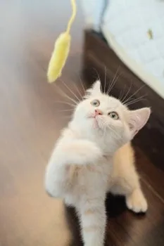 まーさん 様のお迎えした子猫