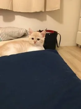 なっちゃん 様のお迎えした子猫