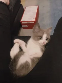 にこ 様のお迎えした子猫