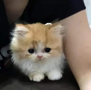 ずーちゃん 様のお迎えした子猫