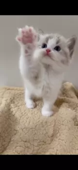 M.K 様のお迎えした子猫