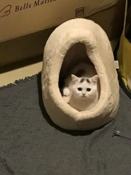 源さん 様のお迎えした子猫