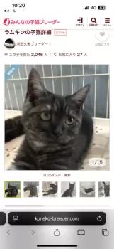 ポコ大塚 様のお迎えした子猫