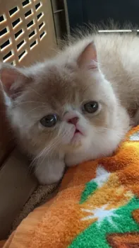 mamimaro 様のお迎えした子猫