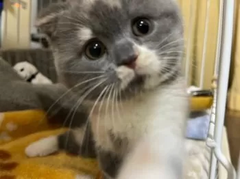 しづかーたん 様のお迎えした子猫