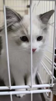 R.K 様のお迎えした子猫