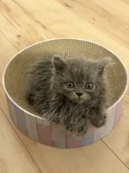 coco 様のお迎えした子猫