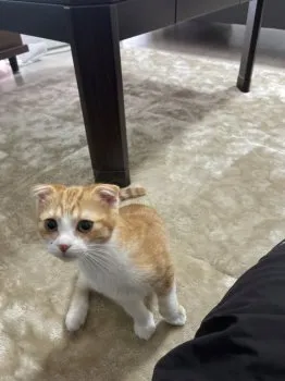 T.W 様のお迎えした子猫