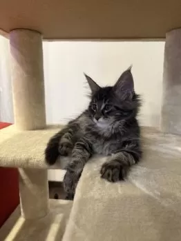 T.M 様のお迎えした子猫