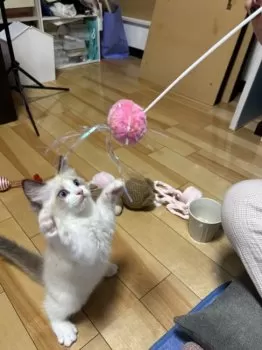 piyokiyo 様のお迎えした子猫