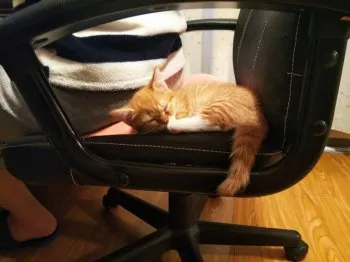 つんこ 様のお迎えした子猫