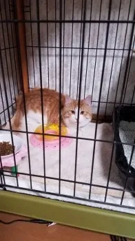 LEOママ 様のお迎えした子猫