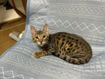 たいさ 様のお迎えした子猫