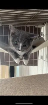 S.M 様のお迎えした子猫