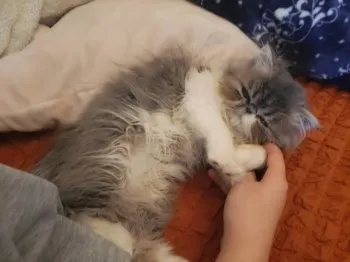 まぁり 様のお迎えした子猫