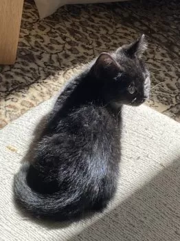 Y.T 様のお迎えした子猫