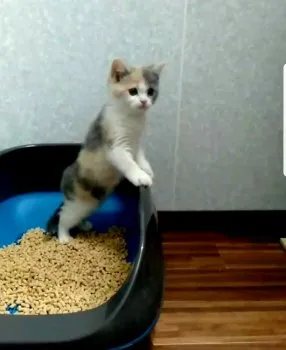 ☆なべっち☆ 様のお迎えした子猫