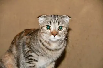 コノ 様のお迎えした子猫