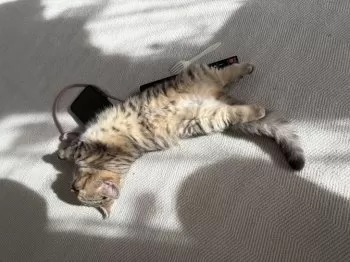 M.K 様のお迎えした子猫