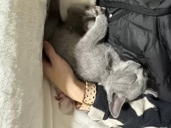 aco 様のお迎えした子猫