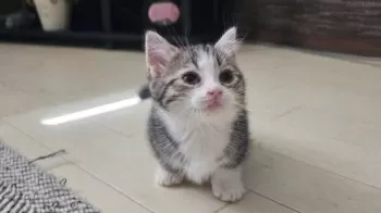 K.Y 様のお迎えした子猫