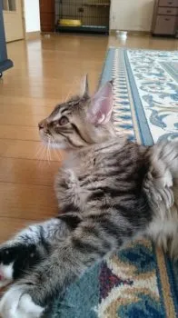 よもぎ大福 様のお迎えした子猫