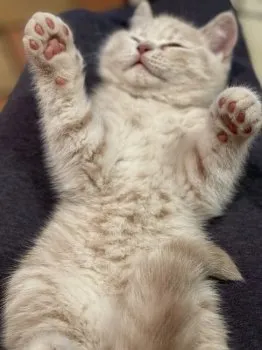 シショウ 様のお迎えした子猫