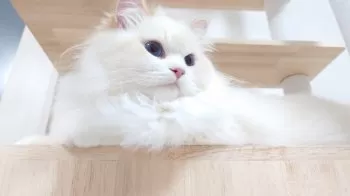 A.M 様のお迎えした子猫