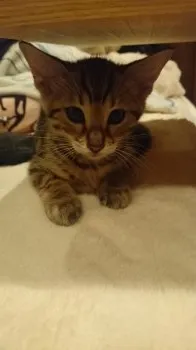 nao 様のお迎えした子猫