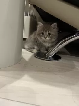 M.K 様のお迎えした子猫