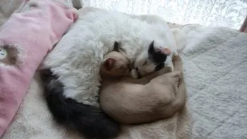 よりより 様のお迎えした子猫